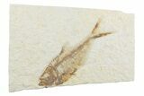 Detailed Fossil Fish (Diplomystus) - Wyoming #369484-1